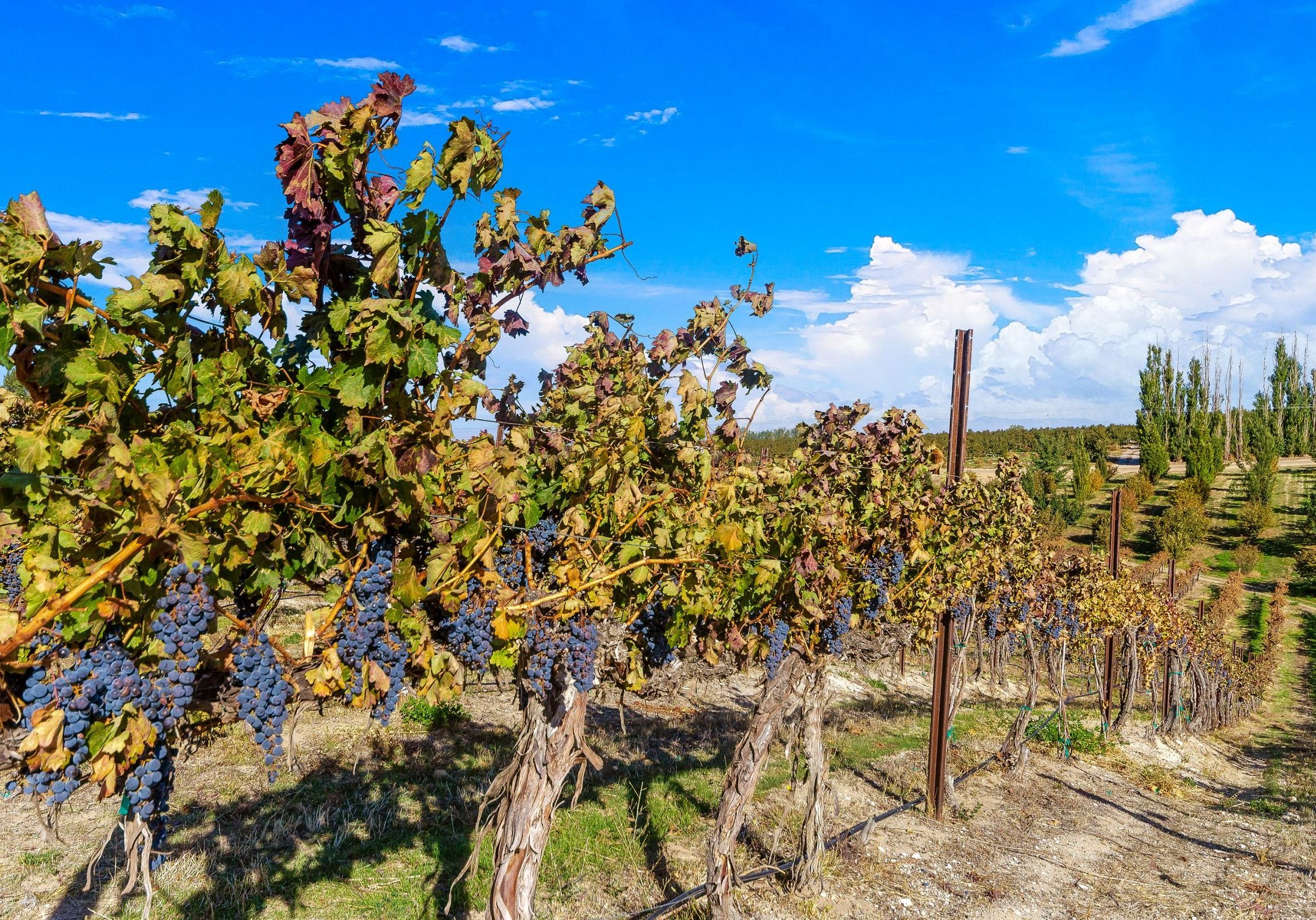 Close up of ripe grape vines at Bitner Vineyards in Caldwell, Idaho with blue sky in background