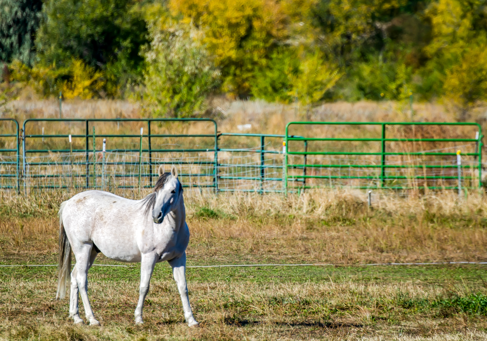 White horse standing in open pen with fence and natural foliage behind